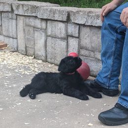 Giant Schnauzer Puppies from Riesenschnauzers von Reh Bach