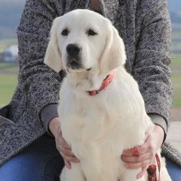 Dolly - Golden Retriever
