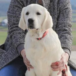 Dolly - Golden Retriever