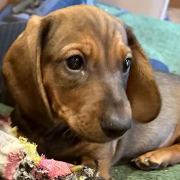 Bruno - Sable male Dachshund puppy in Covington, Louisiana from 6K Kennels