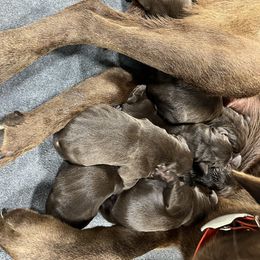 Dilute Retriever and Labrador Retriever Puppies from CKB Labradors