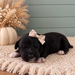 Girl 1 - Black female Goldendoodle puppy in Charlotte, North Carolina from Hopeful Heart Doodles
