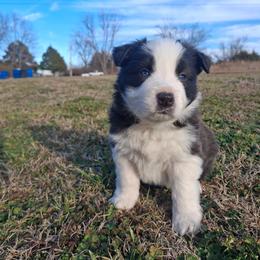 Ace - Black and white male Border Collie puppy in Ripley, Oklahoma from Adventure5 Border Collies