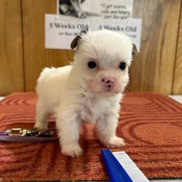 Girl 1 - Parti female Yorkshire Terrier puppy in Bear Creek, North Carolina from Yorkie Time