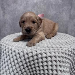 Girl 2 Pick - Golden female Golden Retriever puppy in Piedmont, South Carolina from The Farm at Saluda Ridge