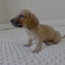 Jamie Dutton - Red male Dachshund puppy in Shelley, Idaho from Journey’s End Dachshunds