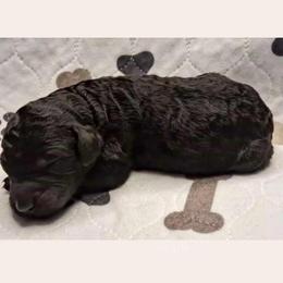 Honey - Black female Goldendoodle puppy in Sterling, Connecticut from Justine’s Retrievers and Doodles, LLC