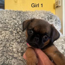 Girl 1 - Red female Brussels Griffon puppy in Arroyo Grande, California from Precious Paws Brussels Griffons