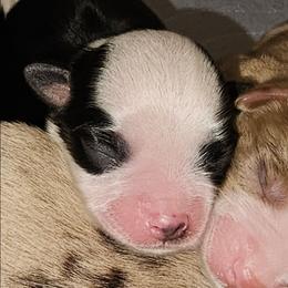 Frost - Black tri male Toy Australian Shepherd puppy in Powell Butte, Oregon from Willow Lane Ranch