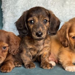 Harold - Brindle male Dachshund puppy in Krum, Texas from Tired Chef Dachshunds