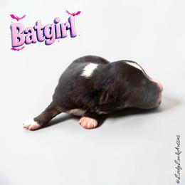 BATGIRL-Black Tri Female - Black tri-color female Australian Shepherd puppy in Gainesville, Texas from Lady Luck Aussies