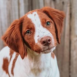 Brittanys from Sincerely, Bird Dogs