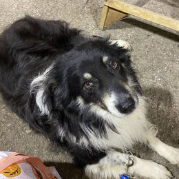 Rascal - Miniature Australian Shepherd