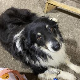 Rascal - Miniature Australian Shepherd