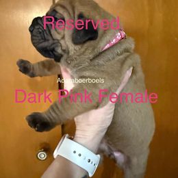 Dark pink collar female - Red female Boerboel puppy in Rockford, Illinois from Adoraboerboels