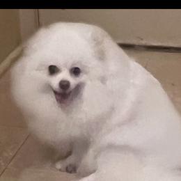 Sugar - Pomeranian