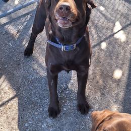 Labrador Retriever puppies from Ancient Dogges