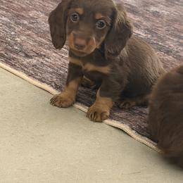Dolly - Chocolate and tan female Dachshund puppy in Clewiston, Florida from Redlands Farm