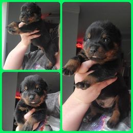 Rottweiler Puppies from Panhandle Rottweilers