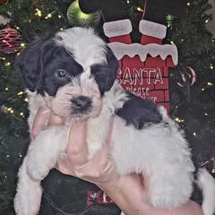 Finn - male Golden Mountain Doodle puppy in Palestine, Texas from KK's Doodle Bunch