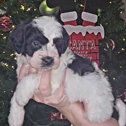 Finn - male Golden Mountain Doodle puppy in Palestine, Texas from KK's Doodle Bunch