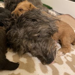 Schnoodle Puppies from Noodle Tings Puppies