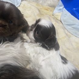 Shih Tzu Puppies from Casa de Santiago
