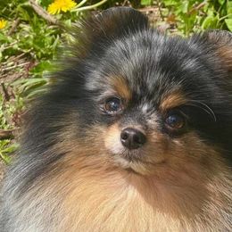 Daiquiri - Pomeranian