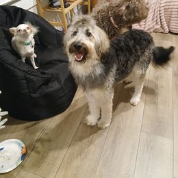 Goldendoodle puppies from Rosie Mtn Doodles