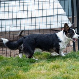Cardigan Welsh Corgi Puppies from Glacier Cardigan Welsh Corgis