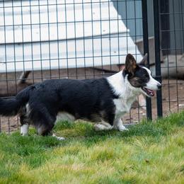 Cardigan Welsh Corgi Puppies from Glacier Cardigan Welsh Corgis