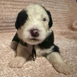 Blue - Gray and white male Old English Sheepdog puppy in Iowa from Midwest Puppy Paws