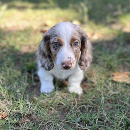Dachshund Puppies from Dachshunds of Bunch