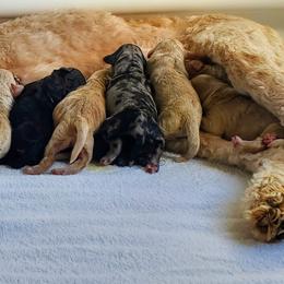 Goldendoodle Puppies from Golden Valley Doodles