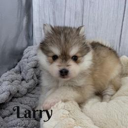 Curly - Silver and white male Pomsky puppy in Eastman, Georgia from Once Upon A Pomsky