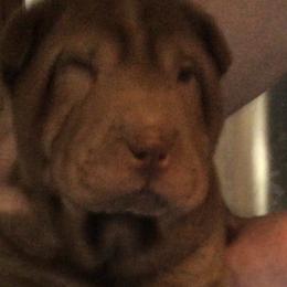 Chinese Shar-Pei Puppies from Bilderbear Shar-Pei