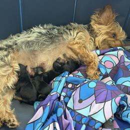Girl 1 - Black and tan female Yorkshire Terrier puppy in Clint, Texas from Sun City Yorkies
