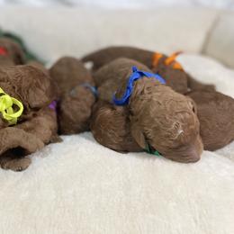 Goldendoodle Puppies from BlueCopper Doodles