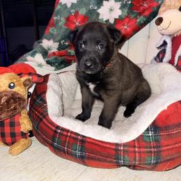 Red Collar - Mahogany male Belgian Malinois puppy in Trenton, Georgia from Laeknir K9