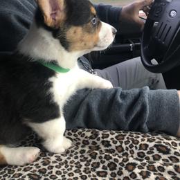 Pembroke Welsh Corgi Puppies from Shabby Chic Corgis