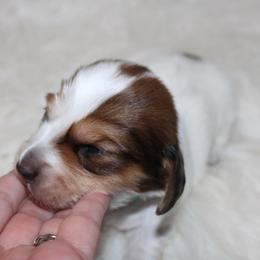 Piebald Male Longhair - Piebald male Dachshund puppy in Lily, Kentucky from Little Acres Miniature Dachshunds
