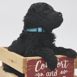 Dasher - Black male Goldendoodle puppy in Westminster, South Carolina from Goldendoodlepuppiessc
