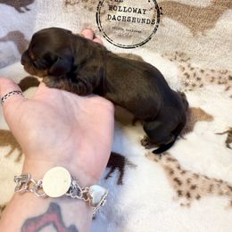 Peep - Cream Dachshund puppy in Fort Worth, Texas from The Holloway Dachshunds