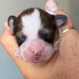 Girl - Red white and sable female Papillon puppy in Surprise, Arizona from Papillons in Arizona