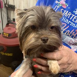 Yorkshire Terriers from Yorkies for Adoption