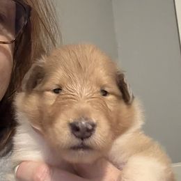 Berger Picard and Collie Puppies from Denby Berger Picards and Collies