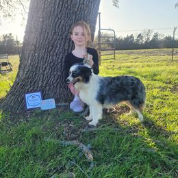 Bitty - Toy Australian Shepherd
