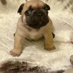 Fawn boy black mask - Fawn male French Bulldog puppy in Tucson, Arizona from Couronne's French Bulldogs