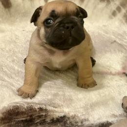 Fawn boy black mask - Fawn male French Bulldog puppy in Tucson, Arizona from Couronne's French Bulldogs