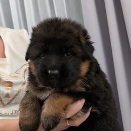 Female - Black and red female German Shepherd puppy in Twin Lake, Michigan from VanBlargan German Shepherds